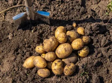La gale commune des pommes de terre : comment la reconnaitre et la traiter ?