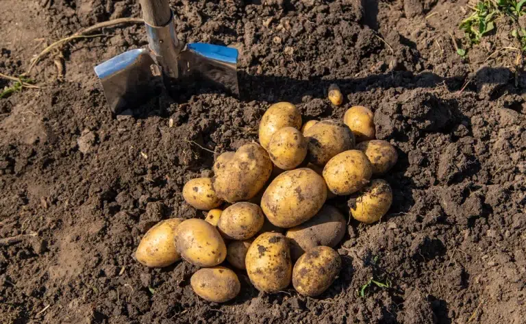 La gale commune des pommes de terre : comment la reconnaitre et la traiter ?