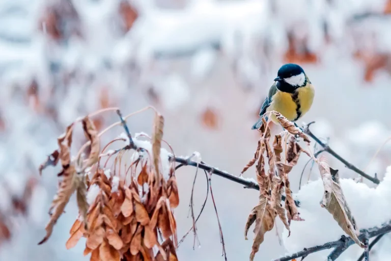 Mystères blancs : comment la neige affecte-t-elle votre potager ?