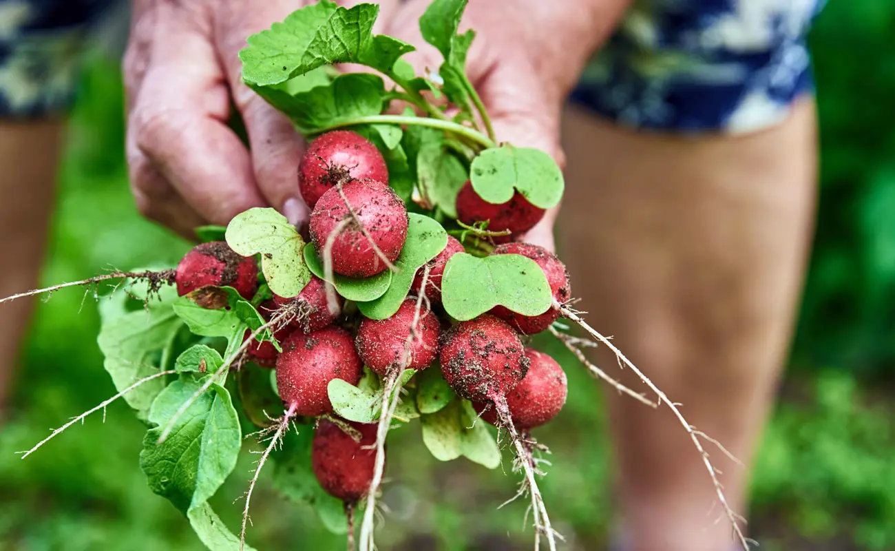 Quelles légumes planter et semer dans votre potager au mois de février ?