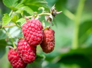 Les 5 fruits rouges à cultiver dans votre en 2024