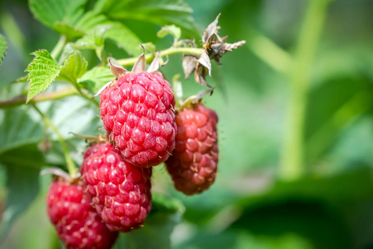 Les 5 fruits rouges à cultiver dans votre en 2024