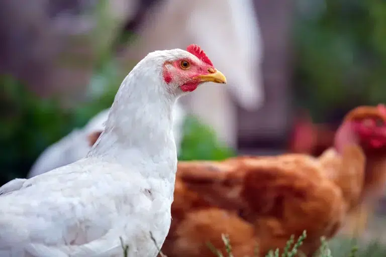 Des poules en pleine forme en février voici les plantes essentielles