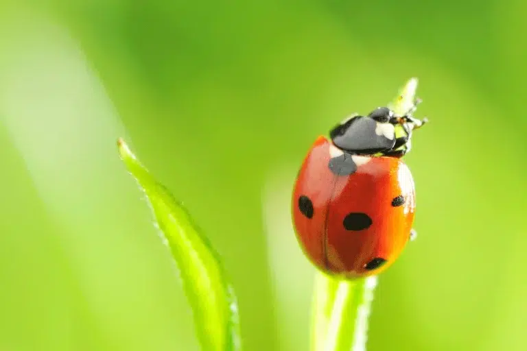 Réduisez l'utilisation de pesticides grâce aux animaux alliés de votre potager