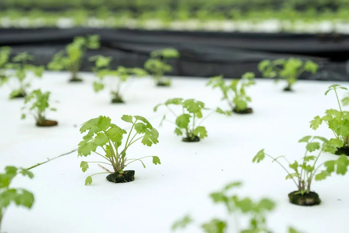 Vague de froid et de gel : comment préserver votre potager ?