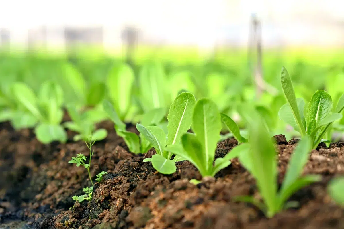 comment protéger vos salades en hiver ?