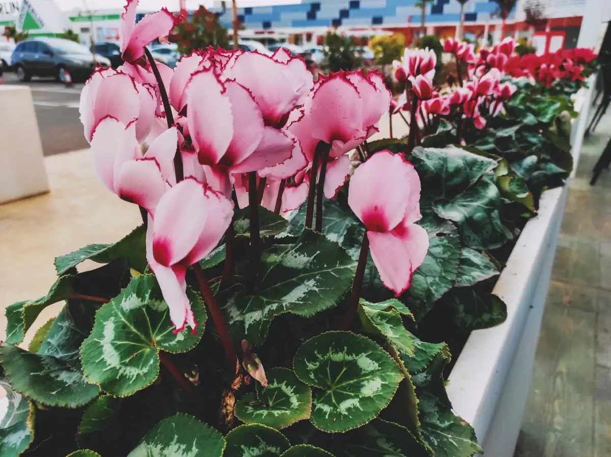 Jardinage en hiver : les 7 meilleures plantes à planter durant les vacances de février