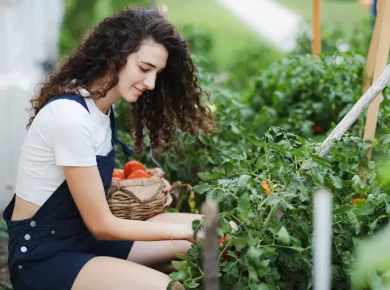 Récolter et conserver vos tomates : les techniques et astuces