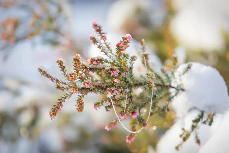 la bruyère d'hiver