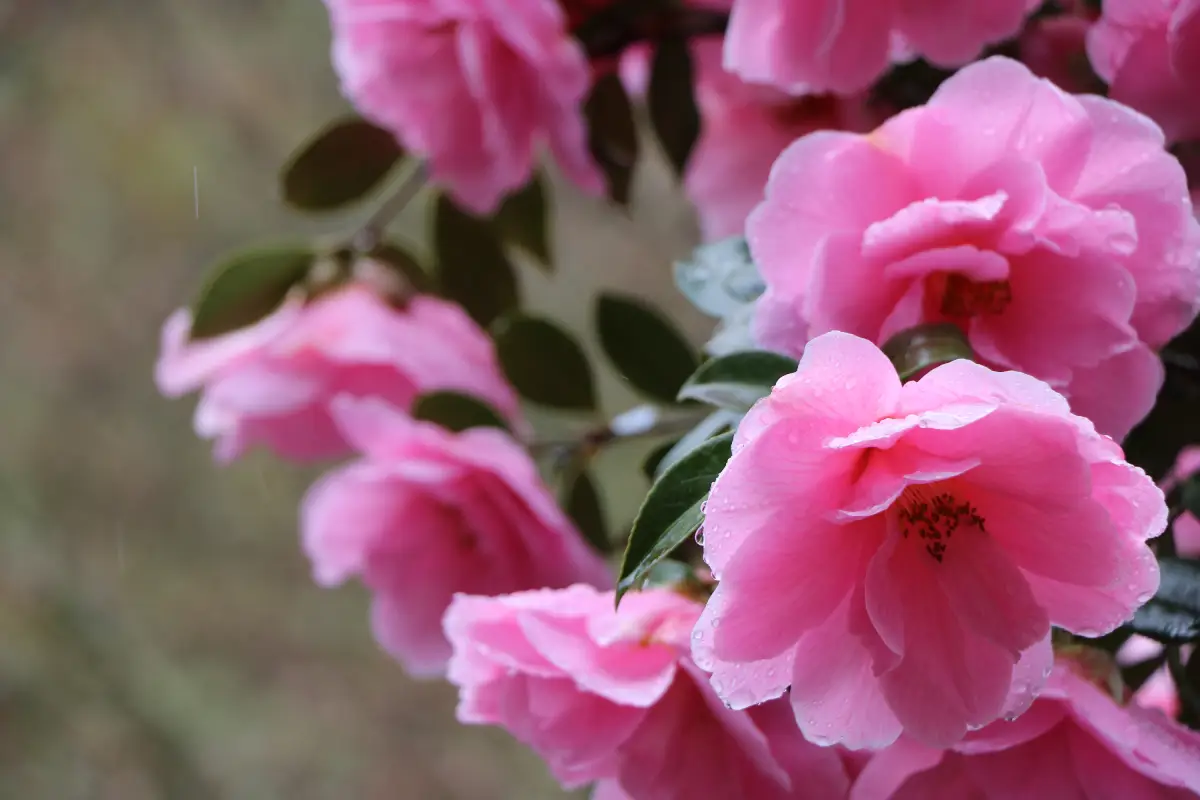 Camélia : prévenir et traiter les feuilles jaunes et la perte de fleurs