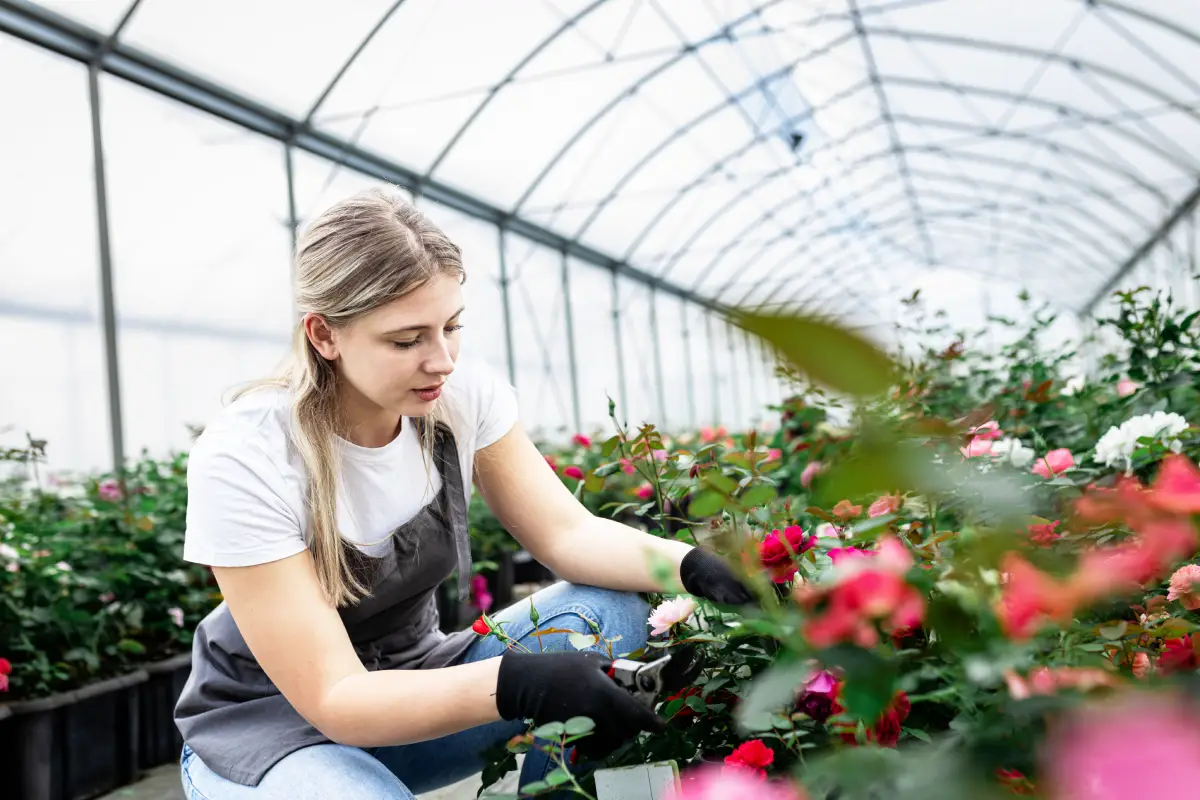 Entretien de vos roses en mars : les secrets pour des fleurs éblouissantes