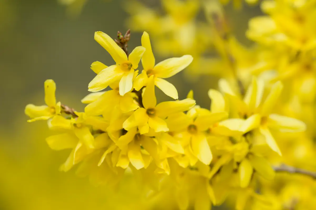 6 plantes jaunes pour illuminer votre jardin : ajoutez une touche de couleur éclatante