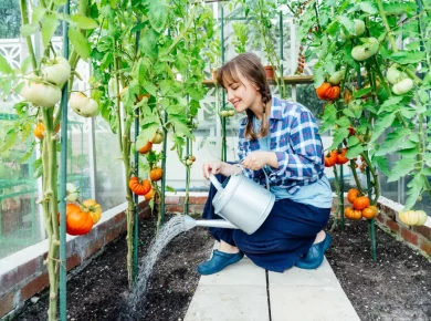 Planter et cultiver des tomates : le guide du débutant