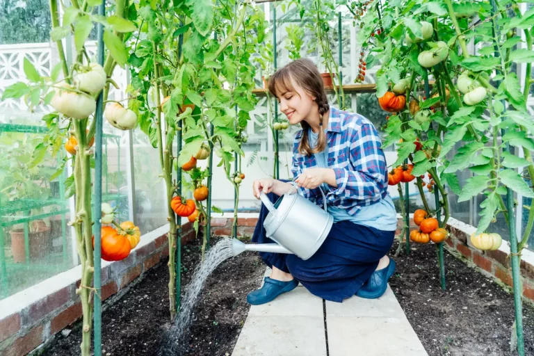 Planter et cultiver des tomates : le guide du débutant