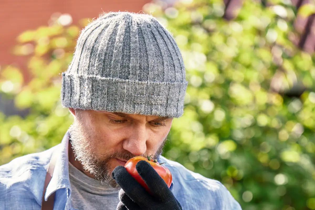 Mildiou, pucerons, nématodes : ces menaces qui guettent vos tomates