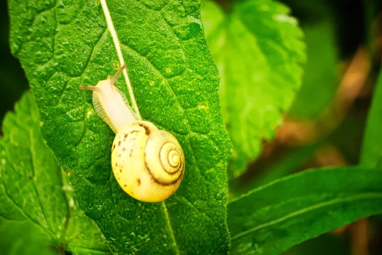 Protection du potager : les principaux nuisibles à surveiller en février