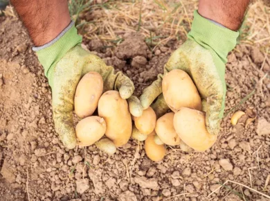 Culture de pommes de terre en février : Top 3 des variétés et astuces pour une récolte réussie