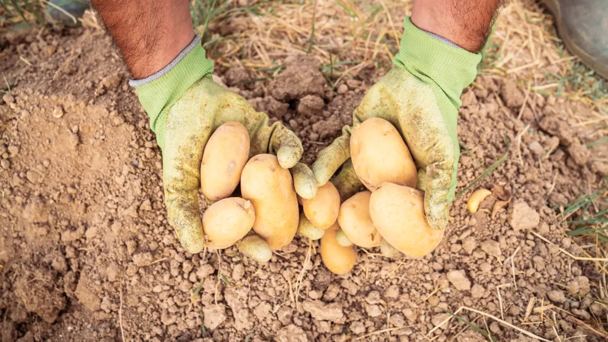 Culture de pommes de terre en février : Top 3 des variétés et astuces pour une récolte réussie