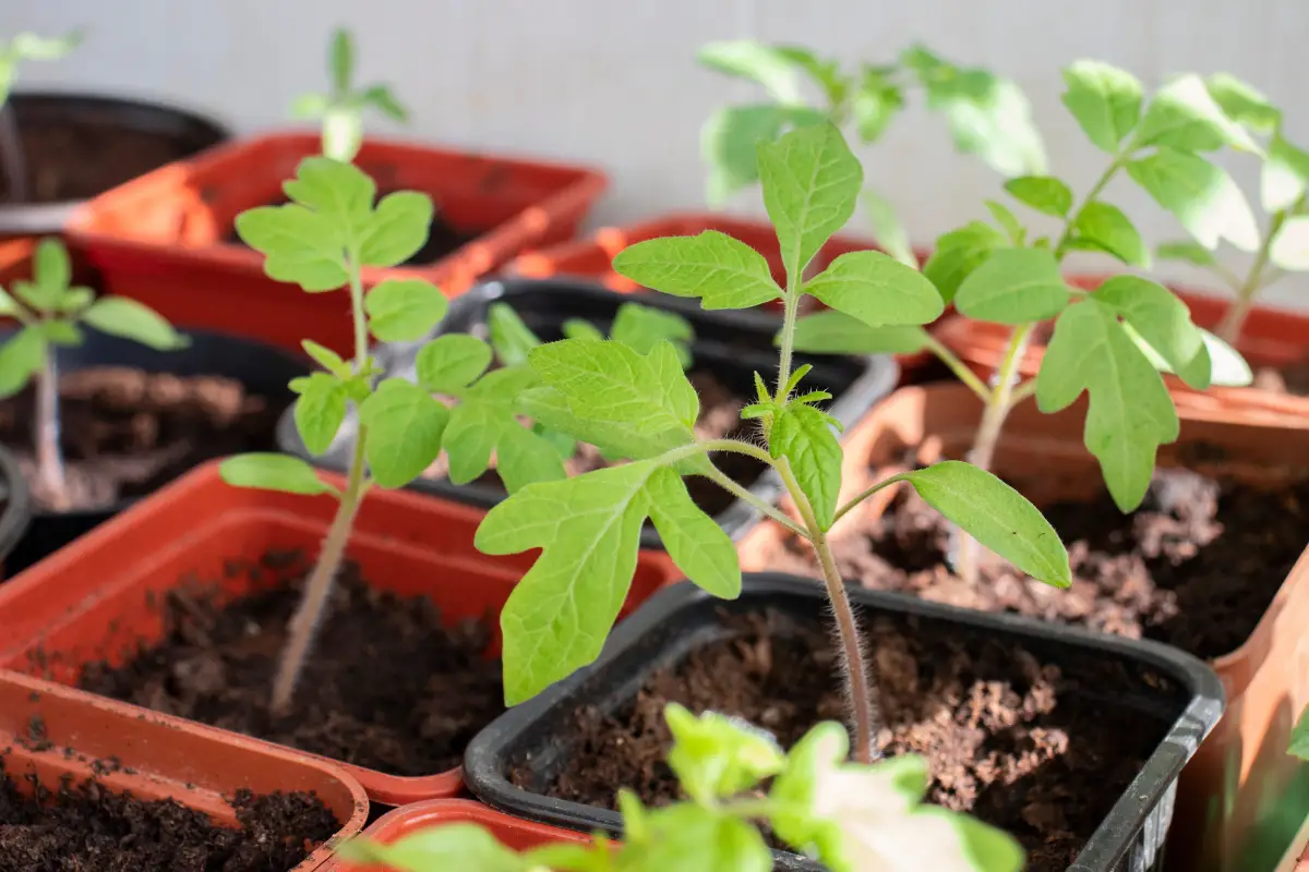 Semis de tomates en godet : voici 5 conseils pratiques pour débutants