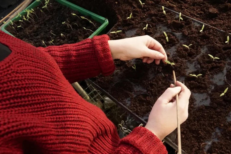 Semis de tomate en février : est-il trop tôt pour commencer au potager ?