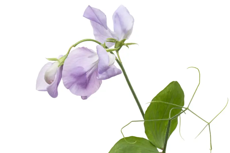 le pois de senteur, une grimpante aux fleurs délicates