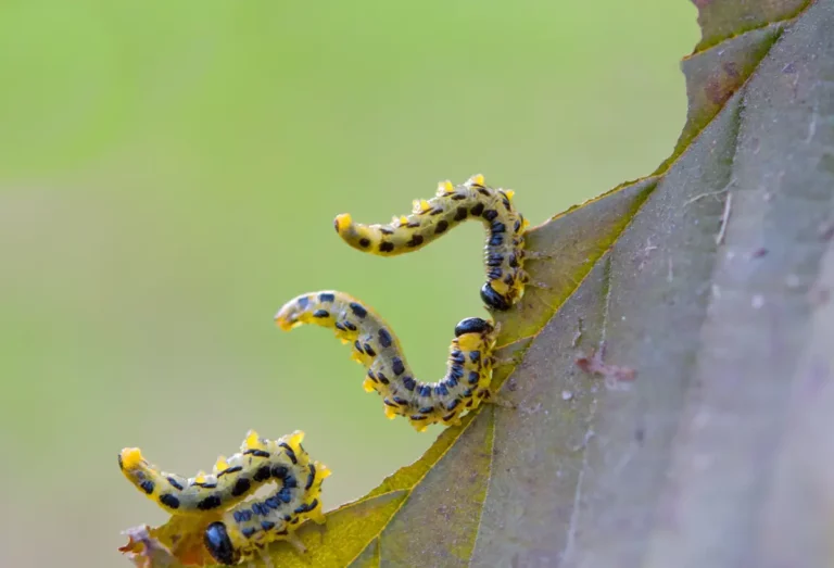 Protégez vos fleurs et plantes des chenilles invasives au printemps