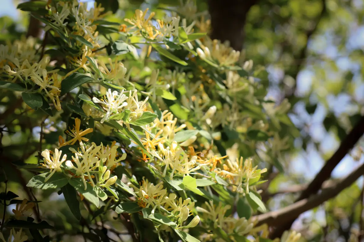 chèvrefeuille (Lonicera spp