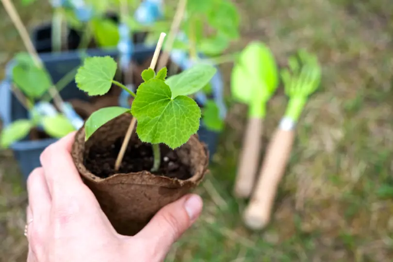 Le bon moment pour repiquer vos courgettes