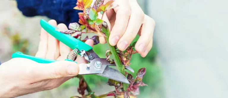 Tailler les grosses branches de vos rosiers en mars : pourquoi et comment ?