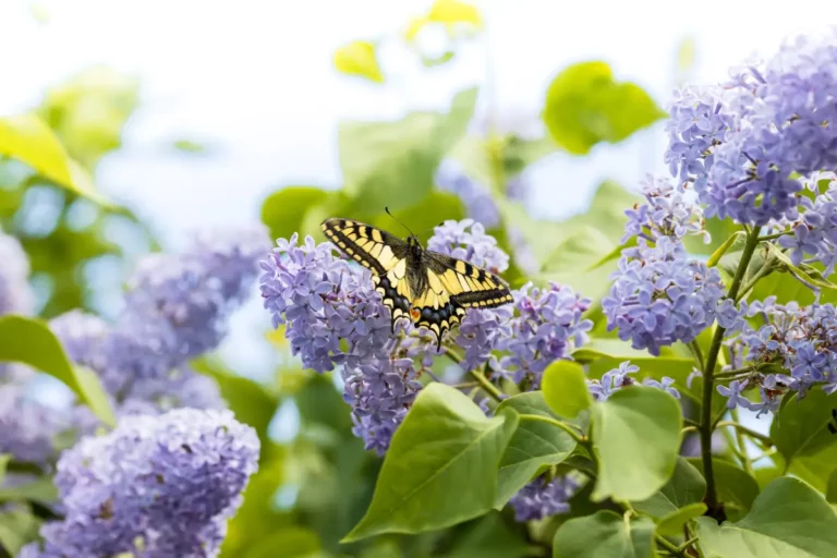 Vos lilas sont en fleurs ? Vous pouvez planter vos pommes de terre