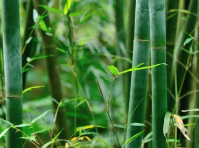 Enlever une haie de bambou, comment bien enlever les rizhomes ?