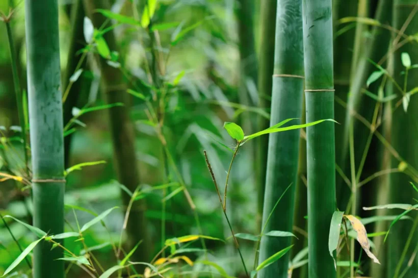 Enlever une haie de bambou, comment bien enlever les rizhomes ?