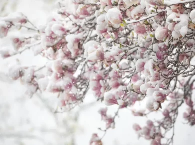 votre magnolia perd ses pétales, comment les ramasser et comment les utiliser au jardin ?