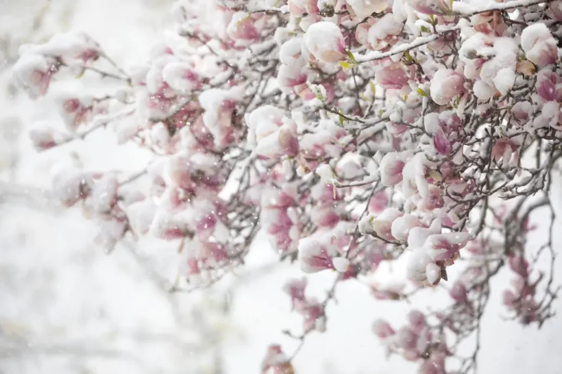 votre magnolia perd ses pétales, comment les ramasser et comment les utiliser au jardin ?
