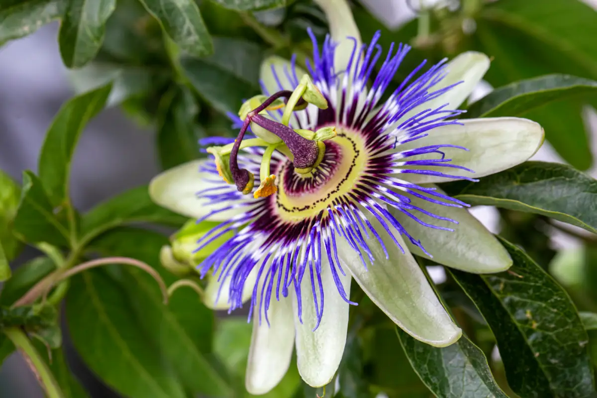 Plantes à croissance rapide pour votre jardin : 3 options et une bonus