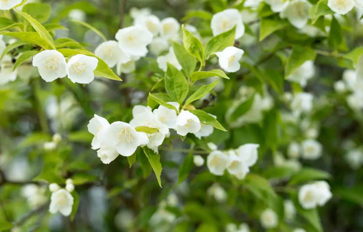 Jasmin : quand le planter et quel est le meilleur endroit au jardin ?