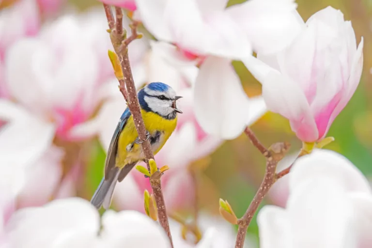 Magnolia : quand le planter et quel est le meilleur endroit au jardin ?