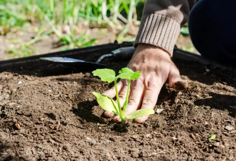 Réussir le repiquage de vos 1ers plants de courgettes en mars