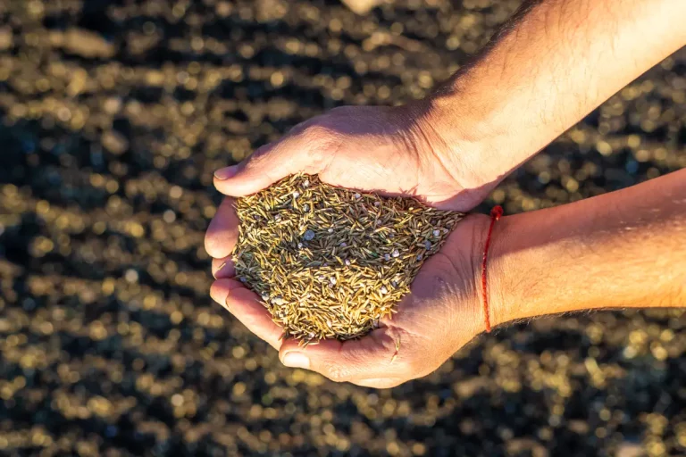 Le mois de mars, idéal pour semer du gazon ? Conseils et astuces