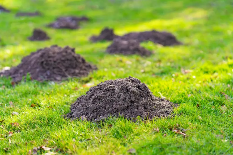 Les méthodes naturelles efficaces pour éloigner les taupes