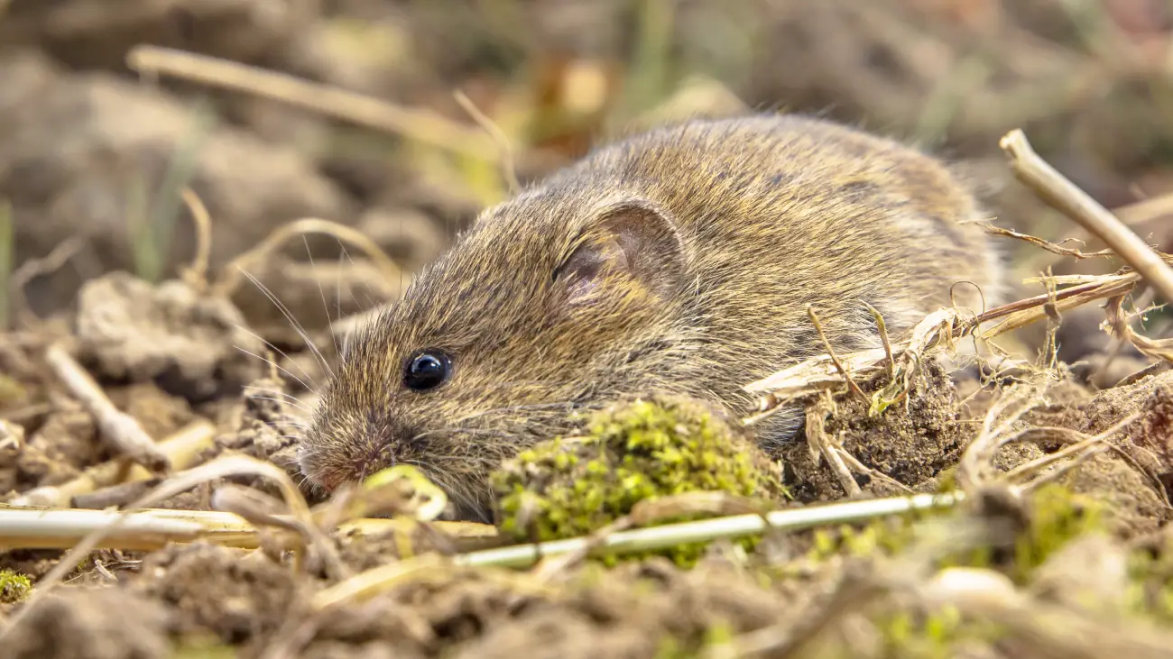 Comment détecter et éliminer écologiquement les trous de campagnols et mulots dans votre Jardin ?