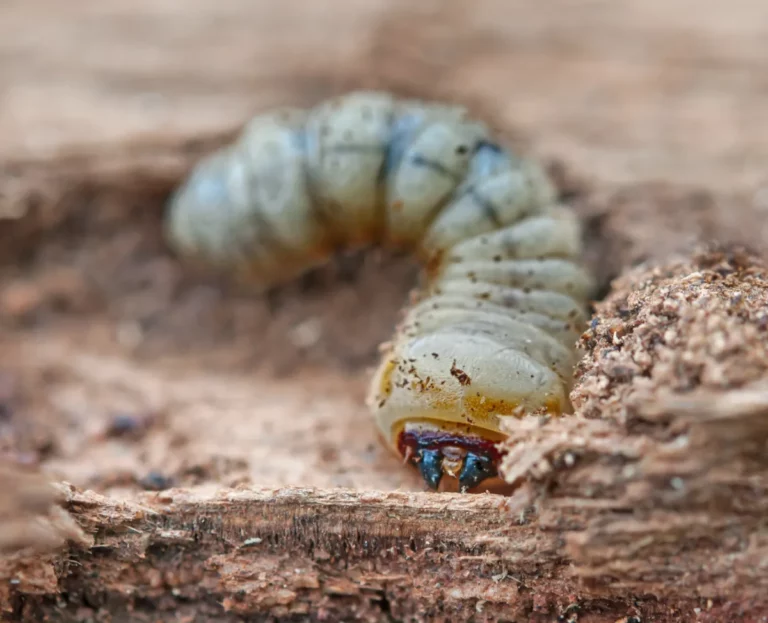 Anobium punctatum : vrillettes bois