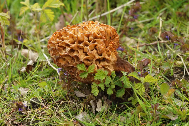 Gyromitra esculenta