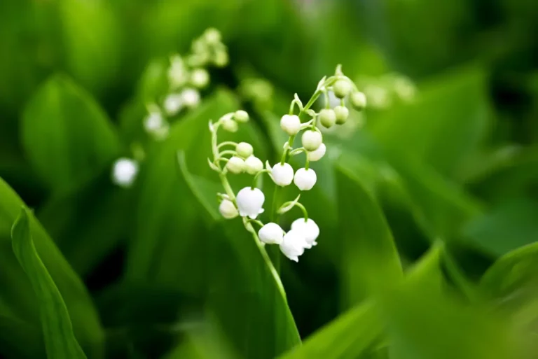 découvrez les enjeux autour de la tradition du muguet le 1er mai en 2050 : des producteurs se désistent face aux défis. faut-il craindre pour son avenir ?