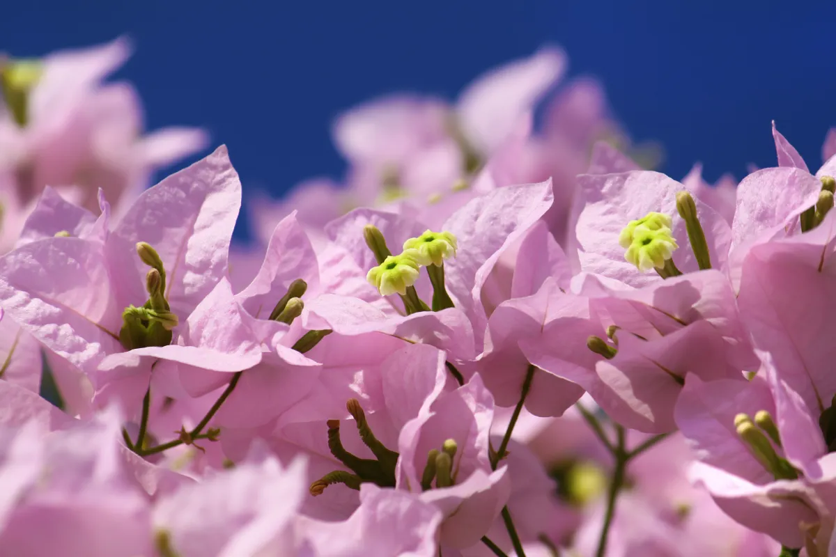 Découvrez les signes révélateurs pour savoir si votre bougainvillier est mort