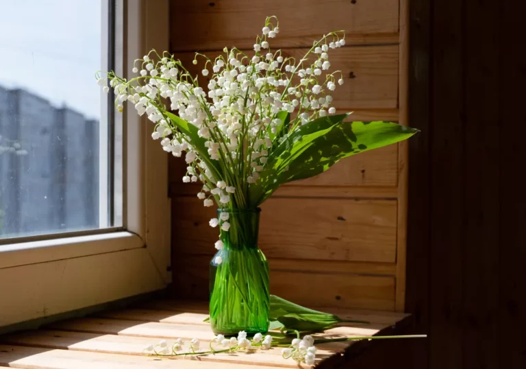 Comment conserver votre muguet du 1er mai pour qu'il reste frais toute la journée ?