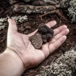 conseils pour bien ramasser et récolter des truffes