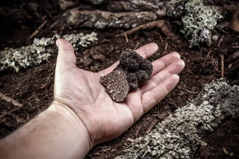 conseils pour bien ramasser et récolter des truffes