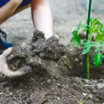 découvrez les espèces à privilégier pour aménager un terrain argileux et créer un jardin florissant et résistant aux conditions spécifiques de ce type de sol.