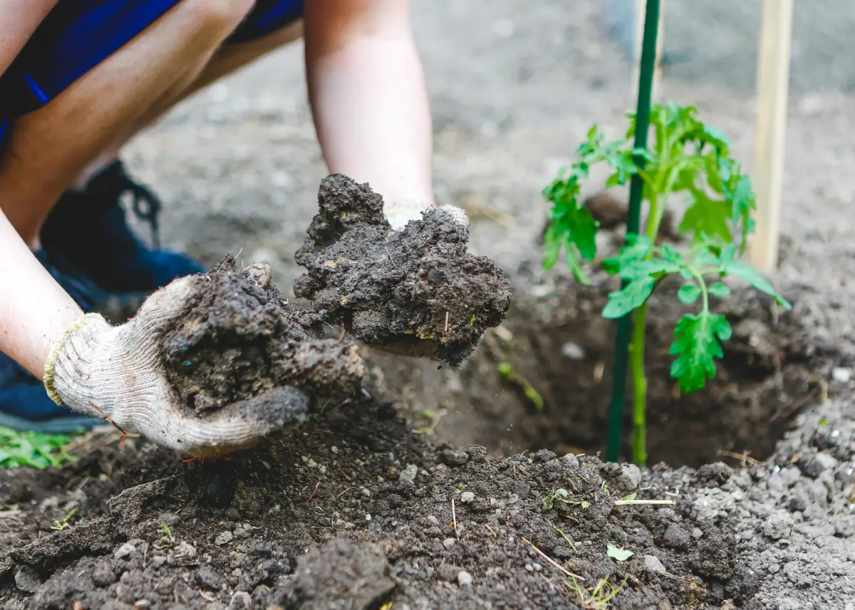 découvrez les espèces à privilégier pour aménager un terrain argileux et créer un jardin florissant et résistant aux conditions spécifiques de ce type de sol.